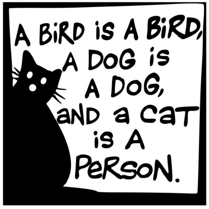 Hovedbilde A bird is a bird